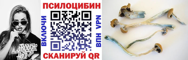 Псилоцибиновые грибы Cubensis  Медынь 